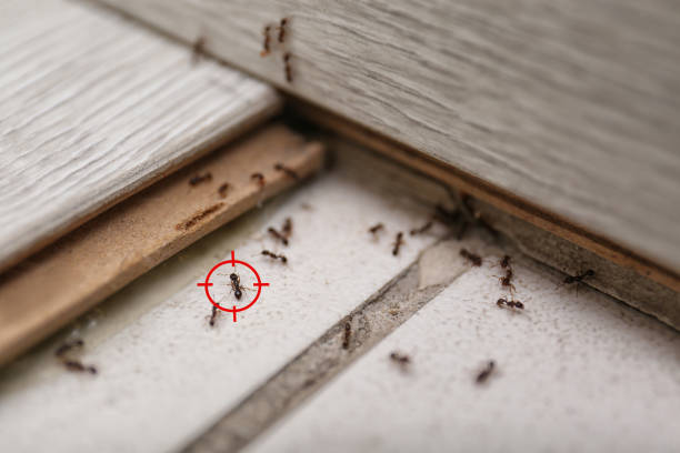 Best Flea Control Services  in Johnson, AR