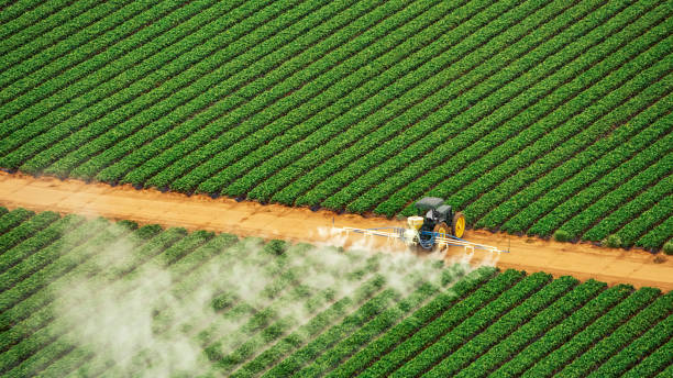 Best Termite Control Services  in Johnson, AR