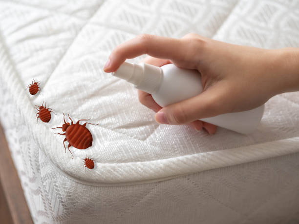 Best Wasp Removal Services  in Johnson, AR